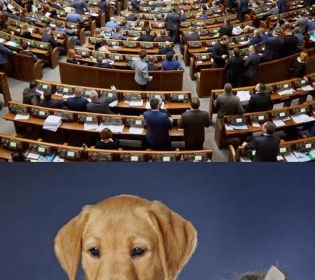 ДЕПУТАТАМ ВАЖНЕЕ ЗАРАБОТАТЬ НА ЖИВОТНЫХ, ЧЕМ НАКОРМИТЬ УКРАИНЦЕВ?