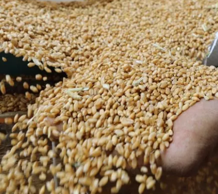 Ucraina, prorogato l'accordo sull'export del grano per altri due mesi