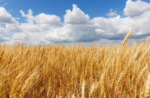 Руслан Бортник. "Зерновая сделка" может спровоцировать сложные политические вопросы