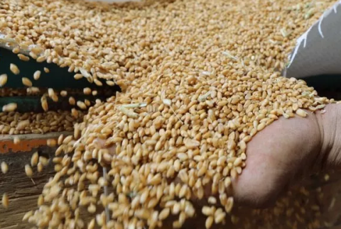 Ucraina, prorogato l'accordo sull'export del grano per altri due mesi
